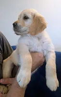 Pearl, a female Golden Retriever for sale in Temecula, CA – 3 of 7