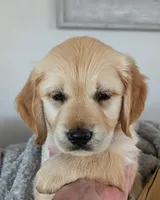 Pearl, a female Golden Retriever for sale in Temecula, CA – 4 of 7
