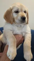 Pearl, a female Golden Retriever for sale in Temecula, CA – 2 of 7