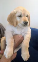 Pearl, a female Golden Retriever for sale in Temecula, CA – 5 of 7