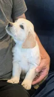 Sunny, a female Golden Retriever for sale in Temecula, CA – 2 of 5