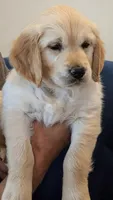 Pearl, a female Golden Retriever for sale in Temecula, CA – 6 of 7