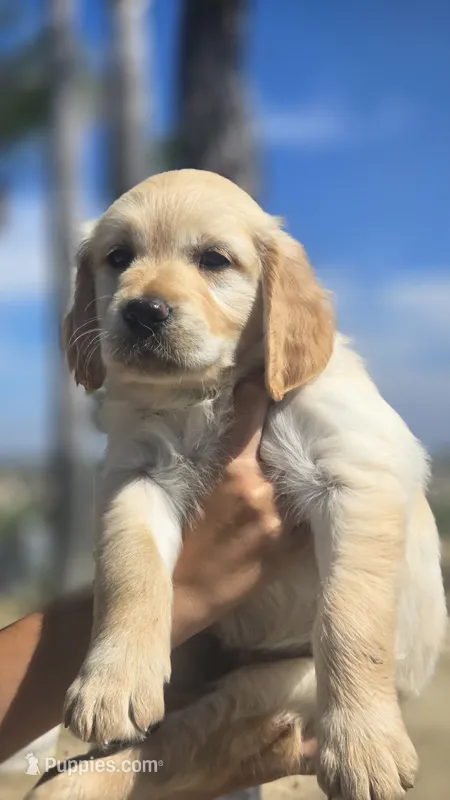 Pearl – Golden Retriever puppy for sale in Temecula, CA