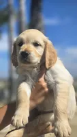 Pearl, a female Golden Retriever for sale in Temecula, CA – 1 of 7