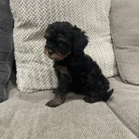 Bailey, a female Cavapoo for sale in Minneapolis, MN – Photo 4 of 6