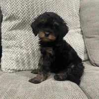 Bailey, a female Cavapoo for sale in Minneapolis, MN – Photo 5 of 6