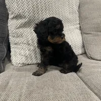 Bailey, a female Cavapoo for sale in Minneapolis, MN – Photo 1 of 6