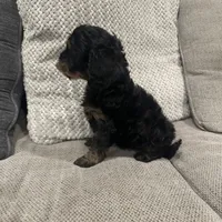 Bailey, a female Cavapoo for sale in Minneapolis, MN – Photo 2 of 6