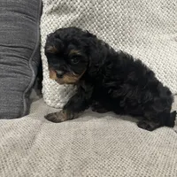 Bailey, a female Cavapoo for sale in Minneapolis, MN – Photo 6 of 6