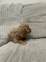 Sophia, a female Cavapoo for sale in Minneapolis, MN – Photo 2 of 7