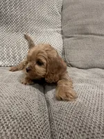 Sophia, a female Cavapoo for sale in Minneapolis, MN – Photo 7 of 7