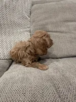 Sophia, a female Cavapoo for sale in Minneapolis, MN – Photo 5 of 7