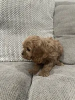 Sophia, a female Cavapoo for sale in Minneapolis, MN – Photo 3 of 7