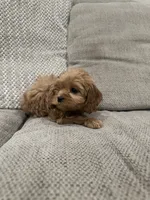 Sophia, a female Cavapoo for sale in Minneapolis, MN – Photo 4 of 7