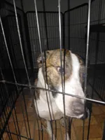 MJ, a male Anatolian Shepherd Dog and American Pit Bull Terrier for sale in Parma Heights, OH – 2 of 4