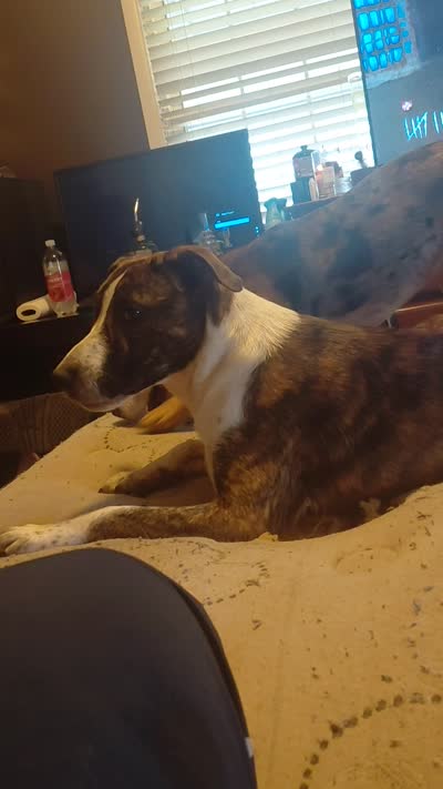 MJ, a male Anatolian Shepherd Dog and American Pit Bull Terrier for sale in Parma Heights, OH – 7 of 7
