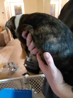 MJ, a male Anatolian Shepherd Dog and American Pit Bull Terrier for sale in Parma Heights, OH – 4 of 4