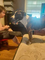 MJ, a male Anatolian Shepherd Dog and American Pit Bull Terrier for sale in Parma Heights, OH – 6 of 7