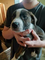 MJ, a male Anatolian Shepherd Dog and American Pit Bull Terrier for sale in Parma Heights, OH – 3 of 4