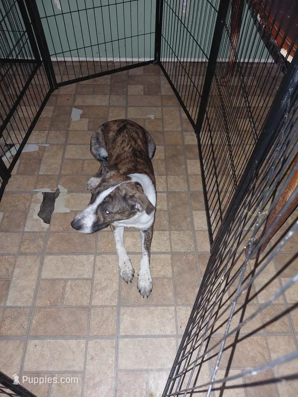 MJ – Anatolian Shepherd Dog, American Pit Bull Terrier puppy for sale in Parma Heights, OH