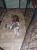 MJ, a male Anatolian Shepherd Dog and American Pit Bull Terrier for sale in Parma Heights, OH – 1 of 4