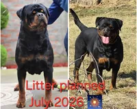 Female puppy, a  Rottweiler for sale in Stanton, KY – Photo 4 of 4