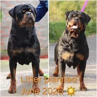 Female puppy, a  Rottweiler for sale in Stanton, KY – Photo 2 of 4