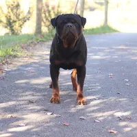 Yumali, a male Rottweiler for sale in Stanton, KY – Photo 3 of 5