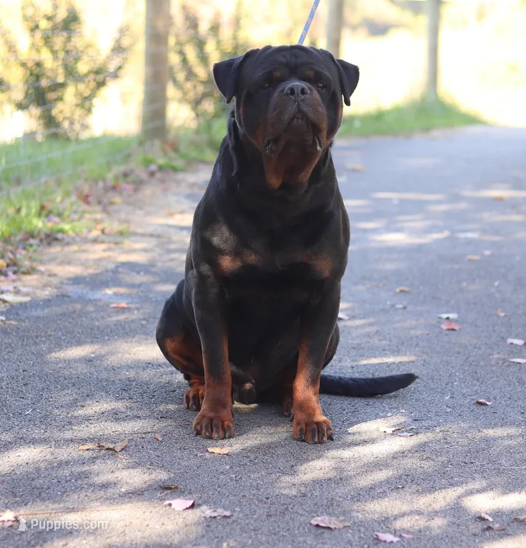 Yumali, a male Rottweiler for sale in Stanton, KY – Photo 1 of 5