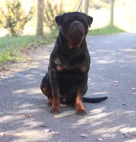 Yumali, a male Rottweiler for sale in Stanton, KY – Photo 1 of 5