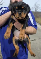 Black , a female Rottweiler for sale in Stanton, KY – Photo 3 of 7