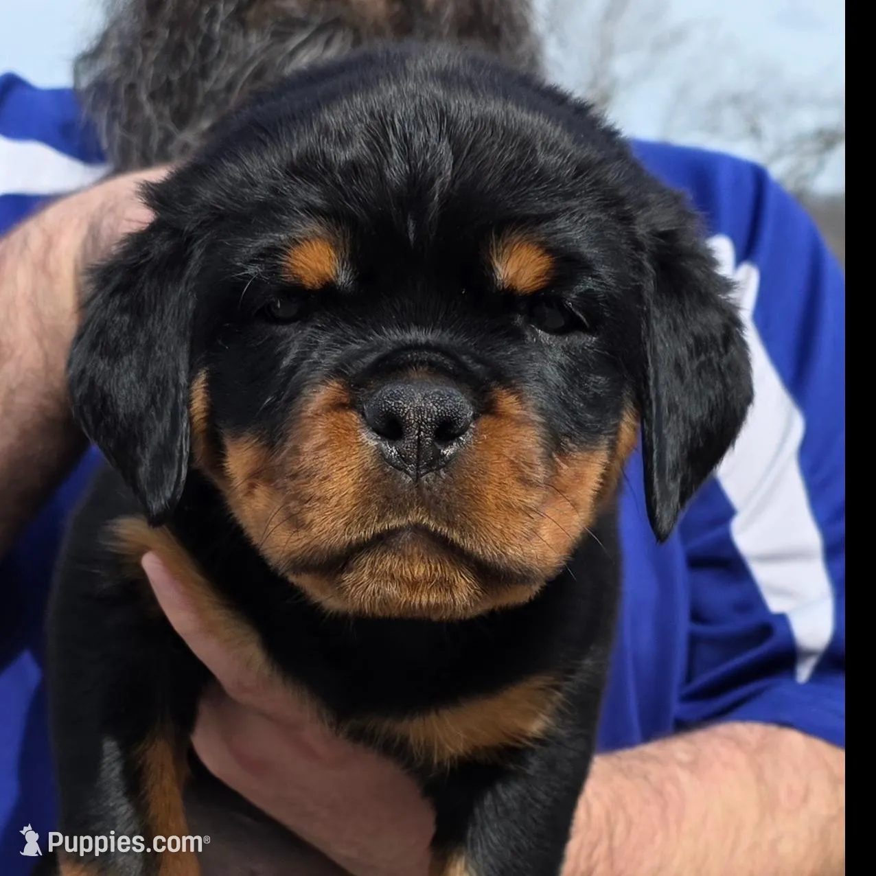 Black , a female Rottweiler for sale in Stanton, KY – Photo 2 of 7