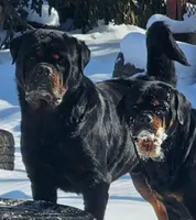Black , a female Rottweiler for sale in Stanton, KY – Photo 7 of 7