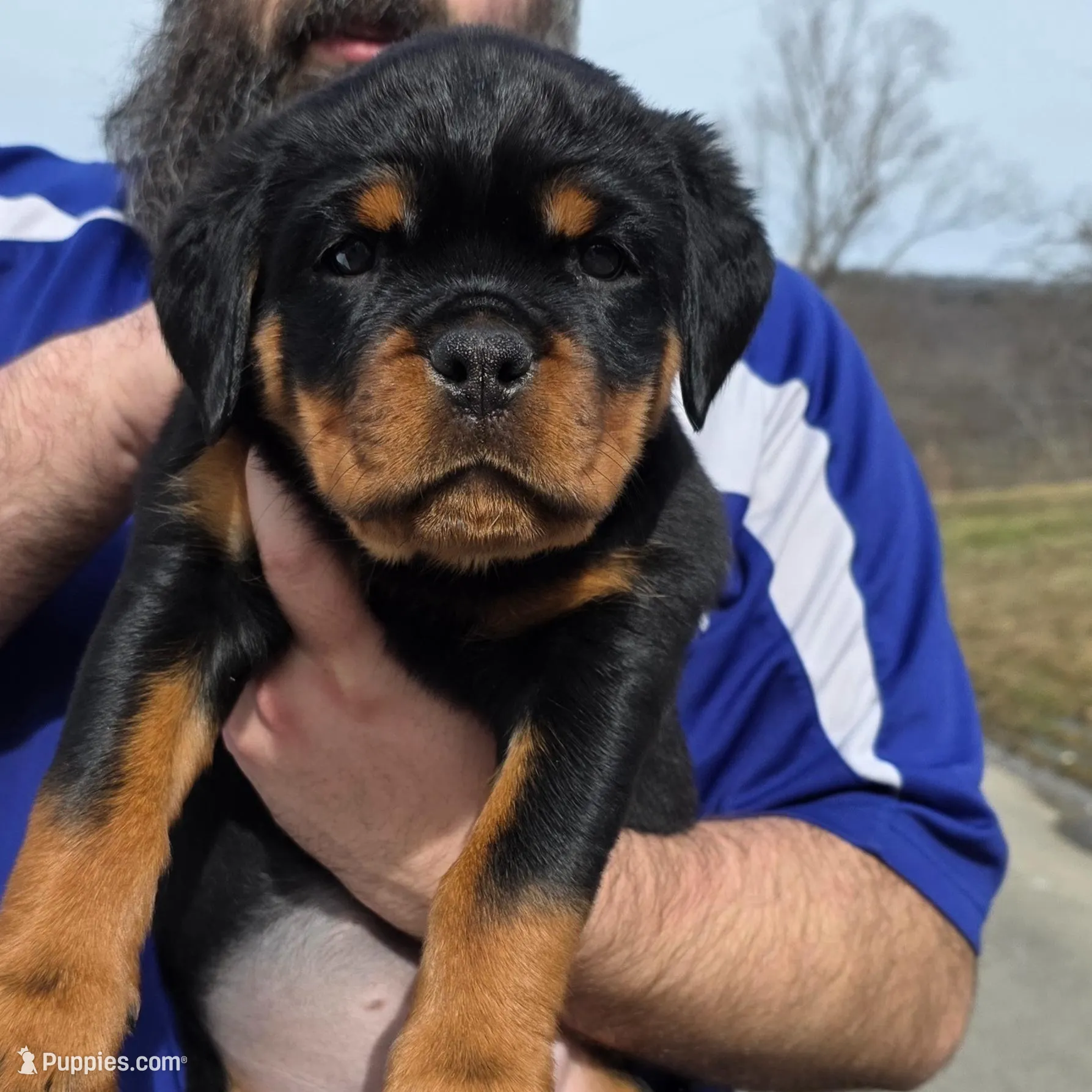 Black , a female Rottweiler for sale in Stanton, KY – Photo 1 of 7