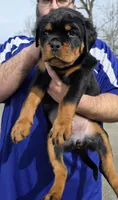 Black , a female Rottweiler for sale in Stanton, KY – Photo 6 of 7