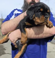 Black , a female Rottweiler for sale in Stanton, KY – Photo 4 of 7