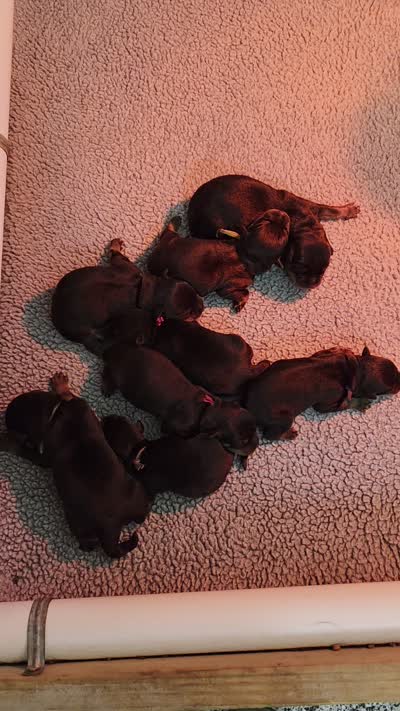 Female puppy, a female Rottweiler for sale in Stanton, KY – 2 of 2