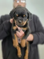 processed/d640a4ec-f1b8-48fb-805f-acc5e63f5aa5/listing/db3e662b-5d71-4cc0-9e77-ba9050fc48f8/8ceb9b93-58d4-4d7c-b568-14f1184d3408