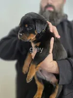 processed/d640a4ec-f1b8-48fb-805f-acc5e63f5aa5/listing/db3e662b-5d71-4cc0-9e77-ba9050fc48f8/cf2e7401-8a27-4236-b658-3bab0bdb5d1a