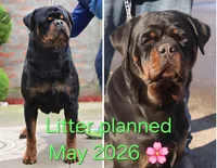 Male puppy, a  Rottweiler for sale in Stanton, KY – Photo 3 of 4