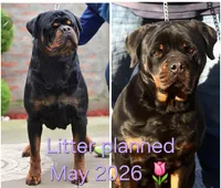 Male puppy, a  Rottweiler for sale in Stanton, KY – Photo 1 of 4