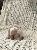 Fern, a female Basset Hound for sale in North Manchester, IN – 3 of 3
