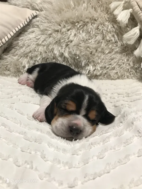 Fred – Basset Hound puppy for sale in North Manchester, IN