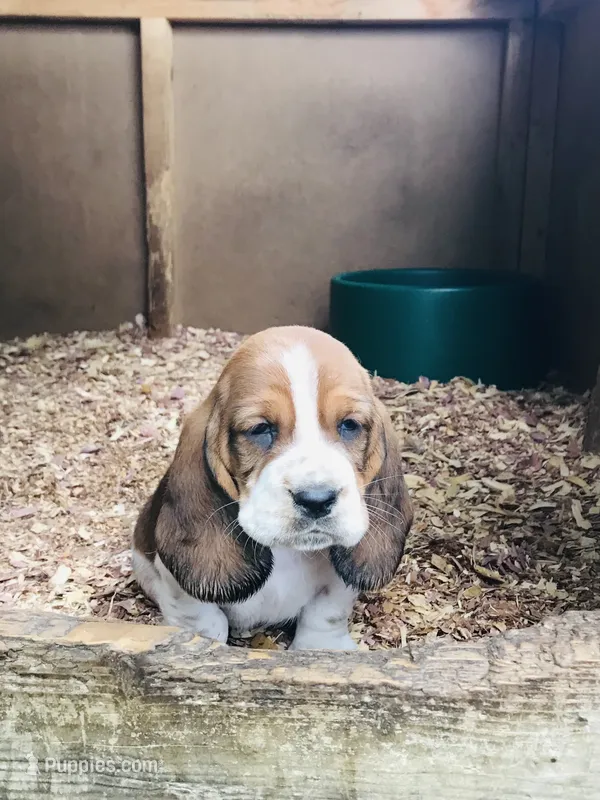 Gus – Basset Hound puppy for sale in North Manchester, IN