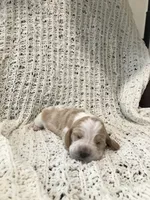 Fern, a female Basset Hound for sale in North Manchester, IN – 1 of 3