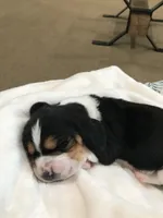 Jewel, a female Basset Hound for sale in North Manchester, IN – 5 of 5