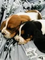 Buddy, a male Basset Hound for sale in North Manchester, IN – 3 of 4