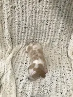 Fern, a female Basset Hound for sale in North Manchester, IN – 2 of 3