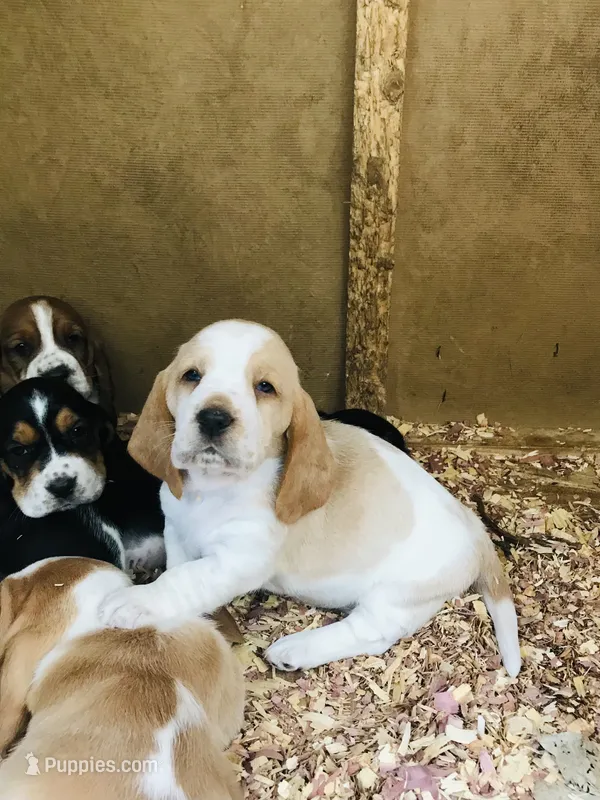 Fern – Basset Hound puppy for sale in North Manchester, IN