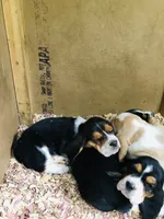 Fred (SOLD), a male Basset Hound for sale in North Manchester, IN – 1 of 2